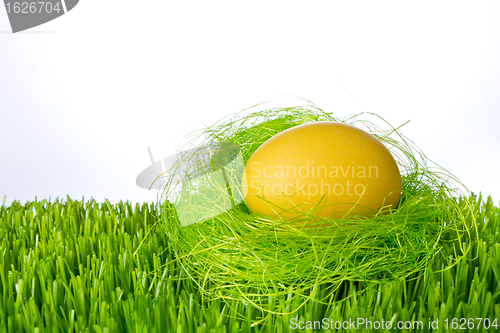 Image of easter egg in nest