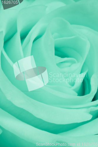 Image of green rose close up