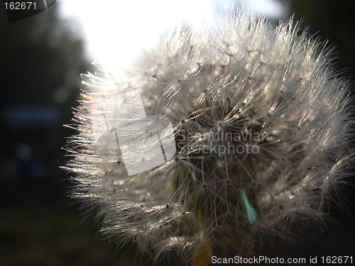 Image of dandelion