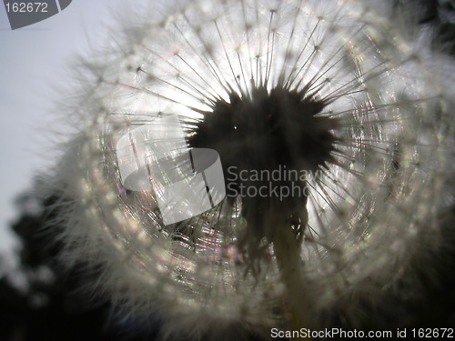 Image of dandelion