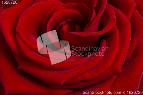 Image of red rose