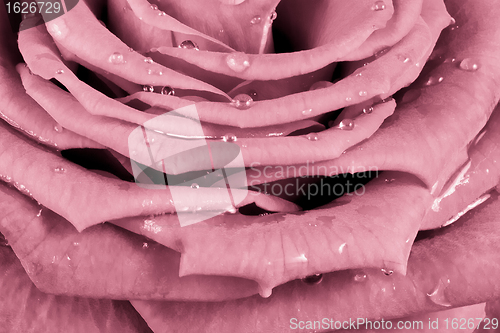 Image of pink rose
