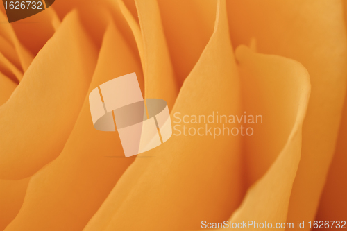 Image of orange rose macro