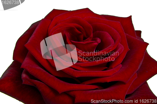 Image of red rose