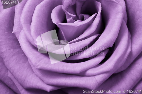 Image of violet rose