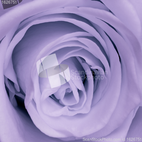 Image of violet rose close up