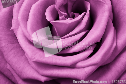 Image of pink rose