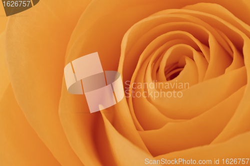 Image of orange rose macro