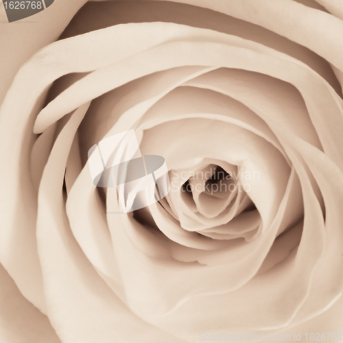 Image of white rose close up