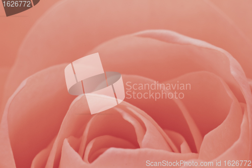 Image of pink rose macro