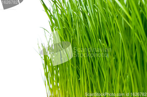Image of green grass