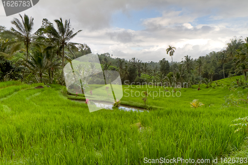 Image of rice fields in Bali, Indonesia