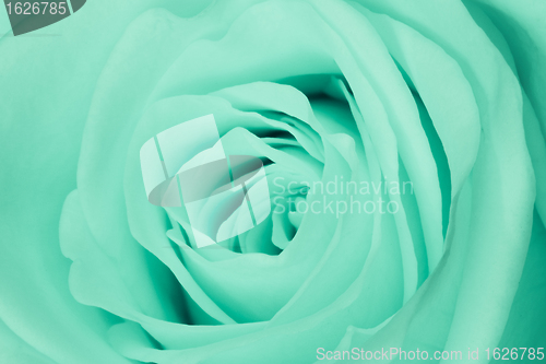 Image of green rose close up