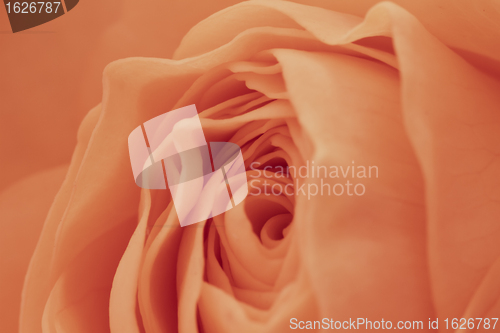Image of orange rose macro