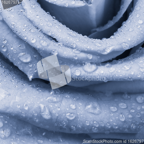 Image of blue rose