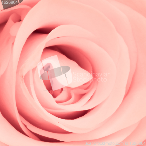 Image of pink rose close up