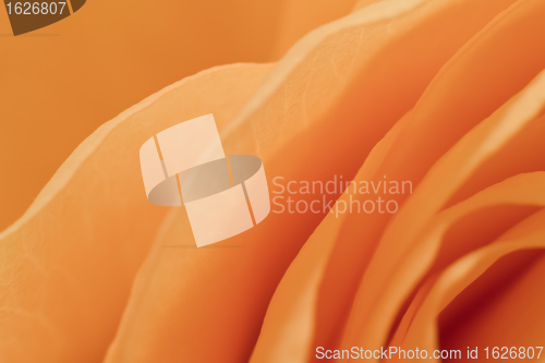 Image of orange rose macro