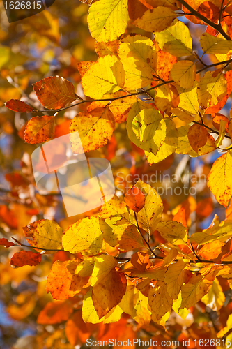 Image of autumn foliage