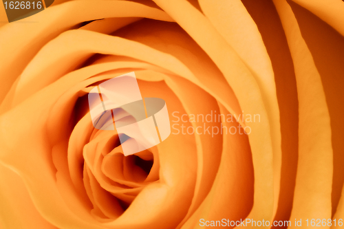 Image of orange rose close up