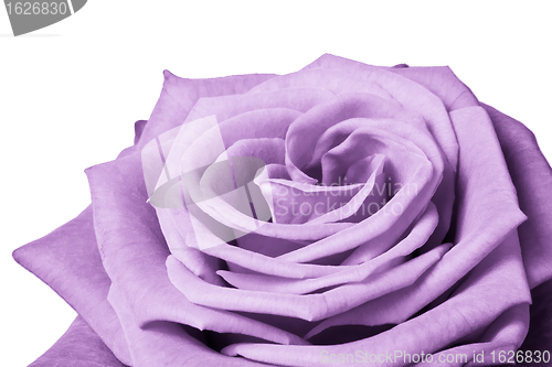 Image of violet rose