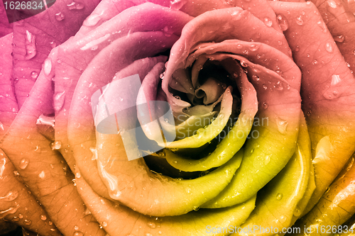 Image of multicolor rose