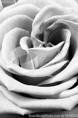 Image of white rose