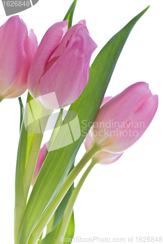 Image of pink tulips