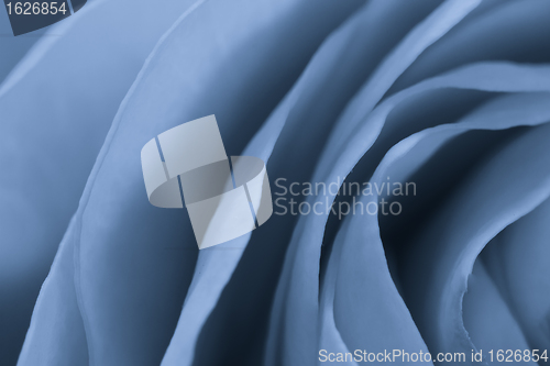 Image of blue rose macro