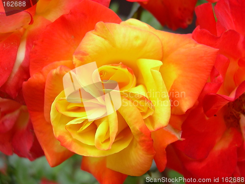 Image of colours of summer