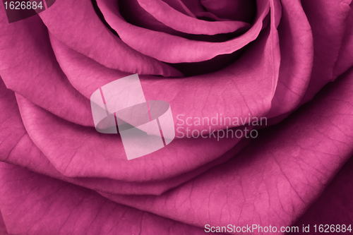 Image of pink rose