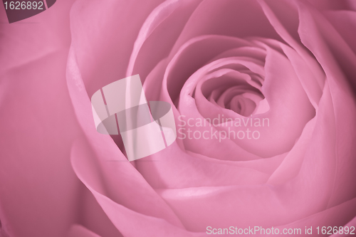 Image of pink rose macro