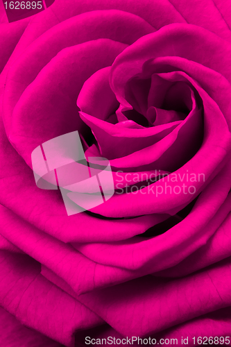 Image of pink rose