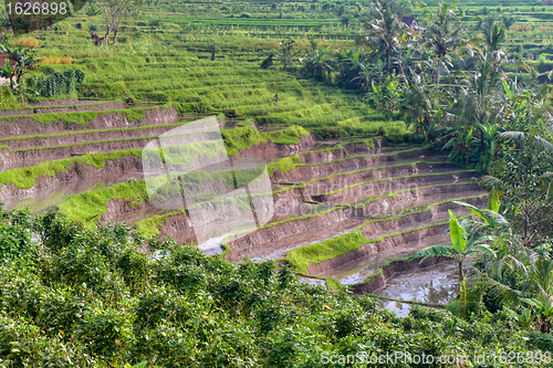 Image of rice fields in Bali, Indonesia