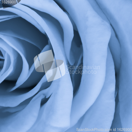 Image of blue rose close up