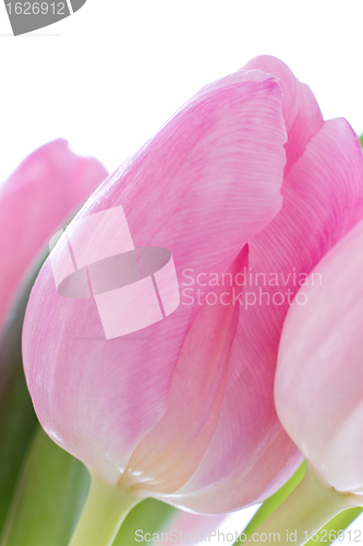 Image of pink tulips