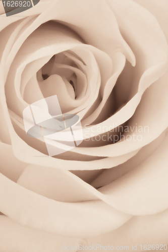 Image of white rose close up