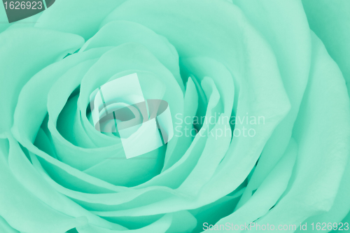 Image of green rose close up
