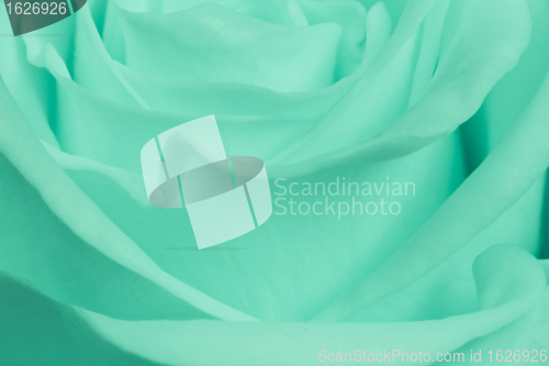 Image of green rose close up