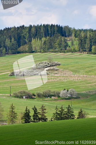 Image of green field