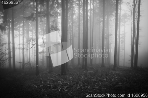 Image of misty forest