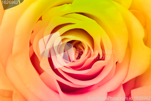 Image of multicolor rose