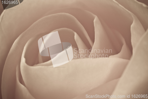 Image of rose macro