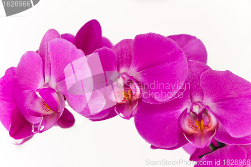 Image of pink orchid