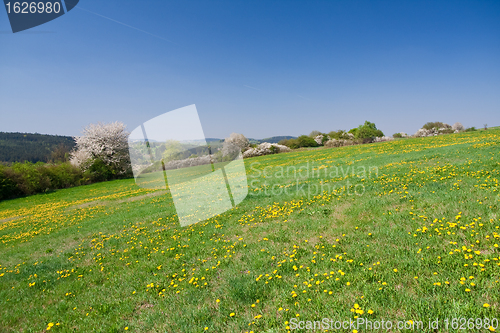 Image of grassland in the springtime