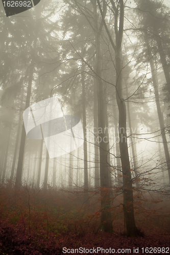 Image of misty forest