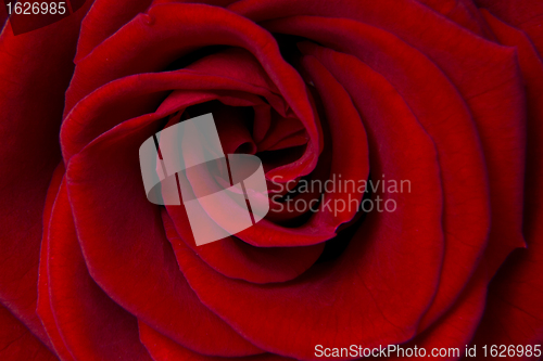 Image of red rose