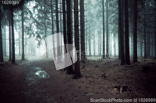 Image of misty forest