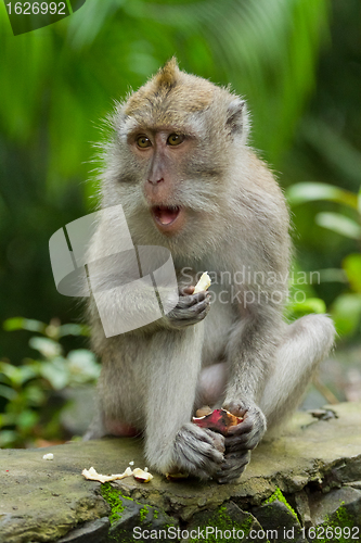 Image of Monkey (Macaca fascicularis)