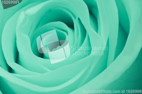 Image of green rose close up