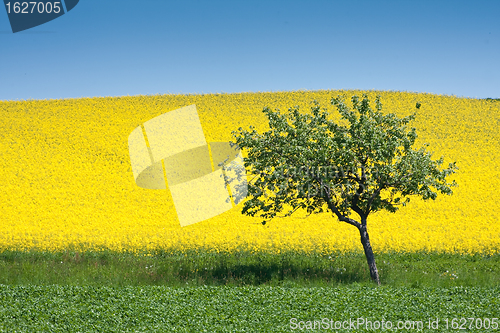 Image of rape field